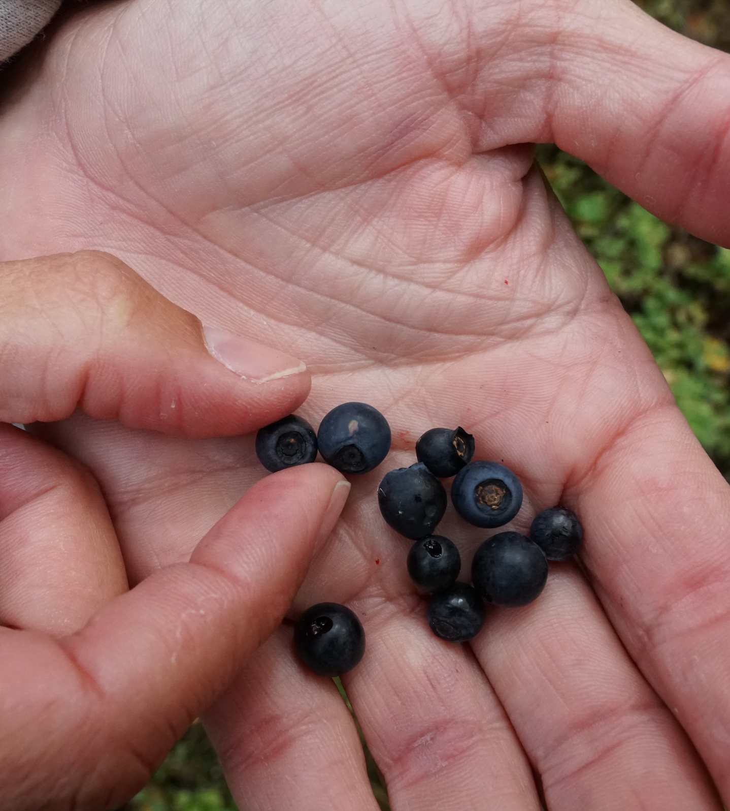 12 x 1 KG Bulk Certified Organic Frozen Wild Blueberries