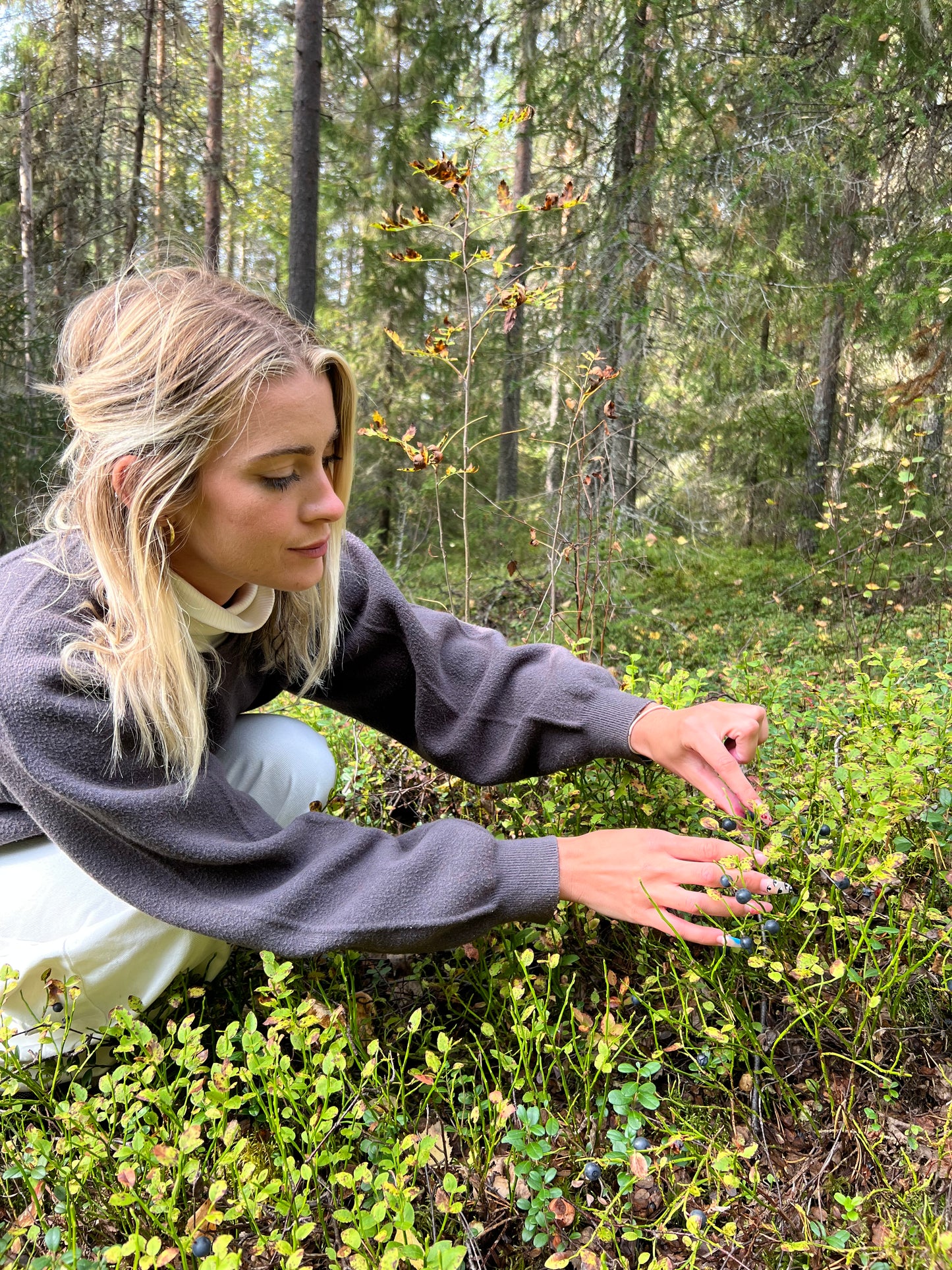 Bulk Certified Organic Wild Blueberries